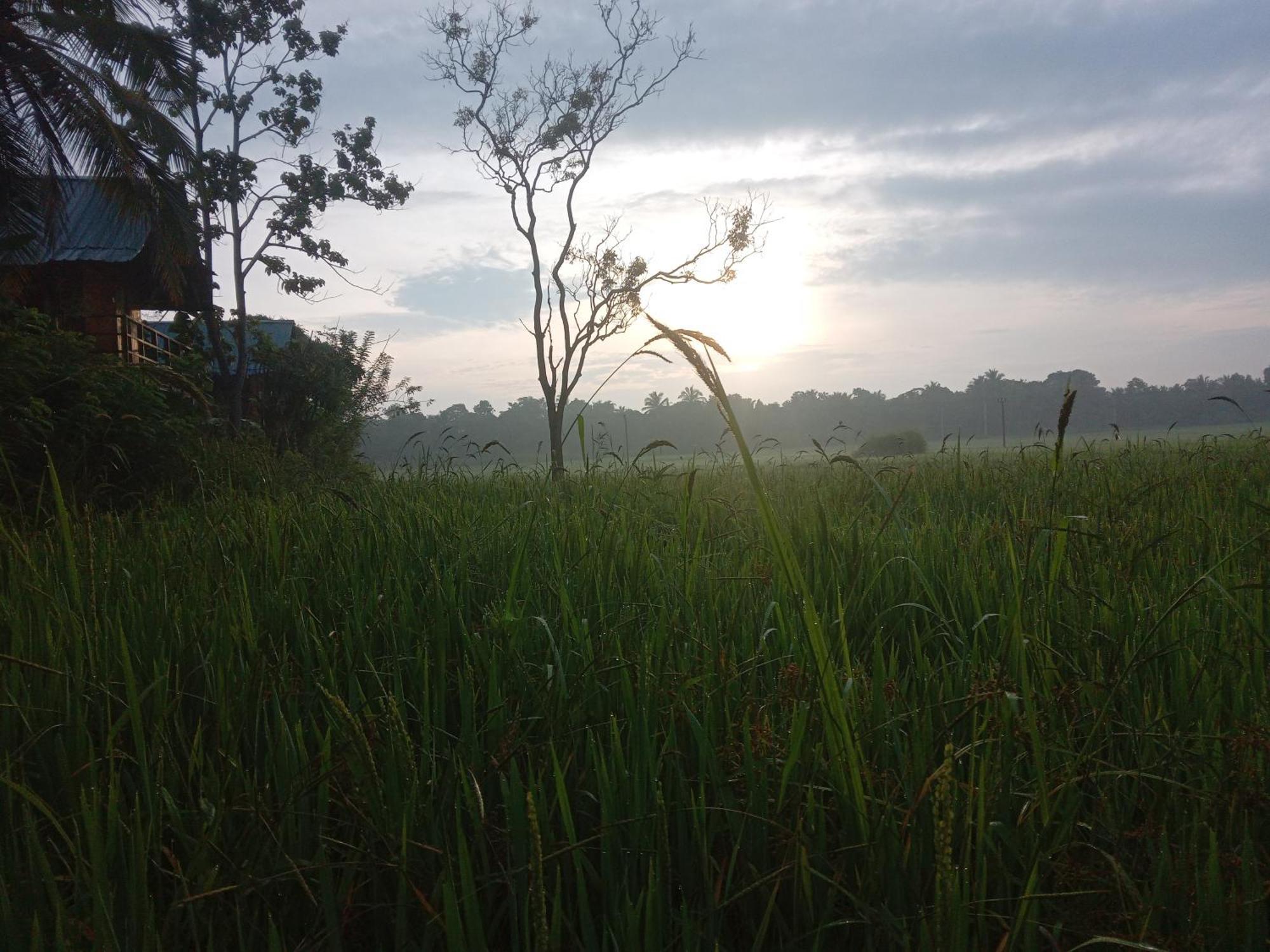 Sigiriya Paddy Field Hut Villa Kamer foto